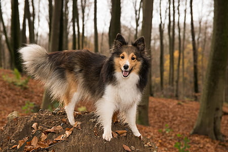 long-coated brown and white dog beside tree trunk thumbnail