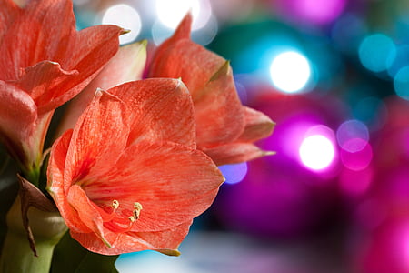 macro photography of orange petaled flower thumbnail