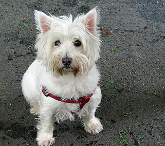 West Highland White Terrier, Westie thumbnail
