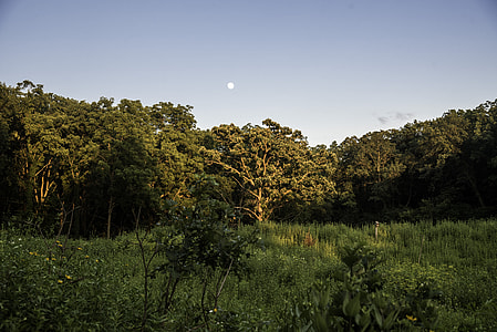 Moon above the Tree line at Stewart County Park thumbnail