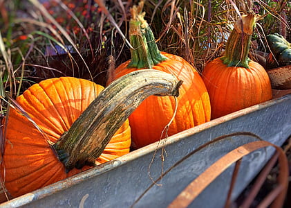 three orange pumpkins on gray wheelbarrow thumbnail