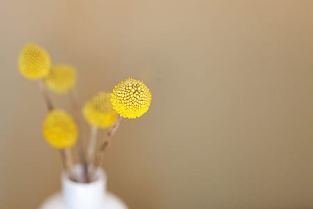 selective focus photo of yellow flower bulb thumbnail