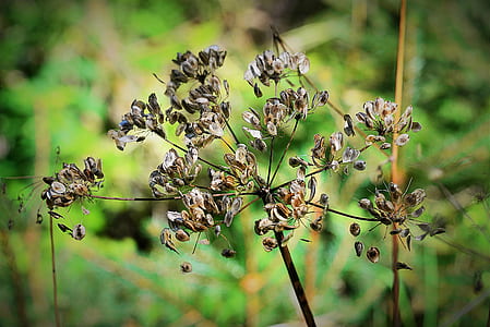 close-up photo of brown withered fennel flower thumbnail