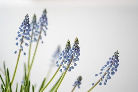 selective focus photo of purple grape hyacinth flowers thumbnail