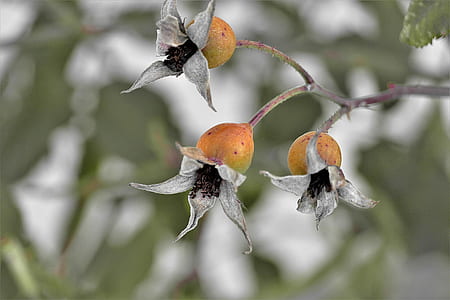 selective focus photography of pomegranate thumbnail