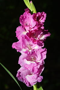 pink flowers thumbnail