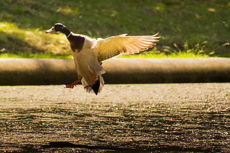 shallow focus photo of white bird thumbnail