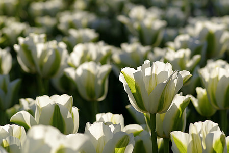 white tulips close-up photography thumbnail