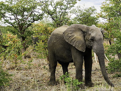 wildlife photography of gray elephant thumbnail