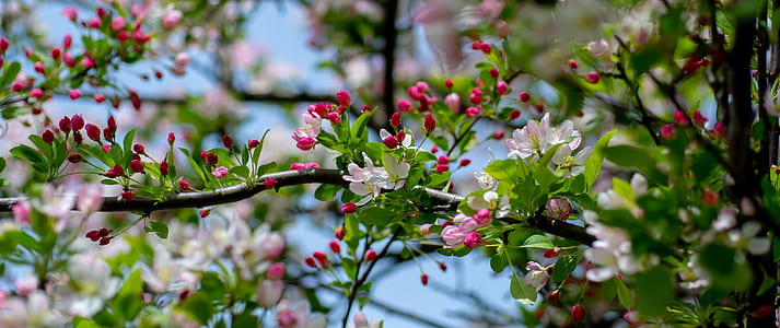 tree with pink and white flowers thumbnail