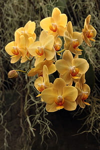 Yellow phalaenopsis orchid flowers, or moth orchids, blooming in a greenhouse in Winter surrounded by spanish mosses. thumbnail