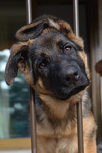 adult black and tan German shepherd on focus photo thumbnail