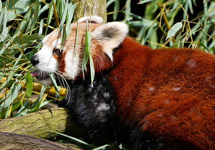 red bear thumbnail
