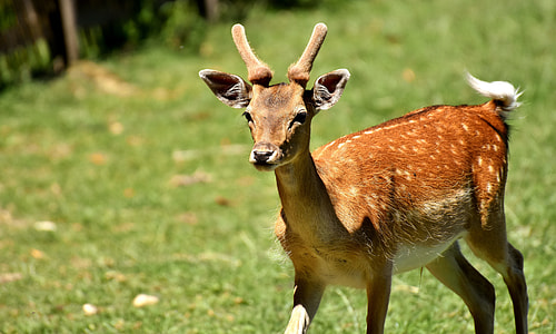 photo of brown spotted deer thumbnail