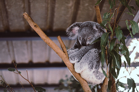 gray koala on tree thumbnail