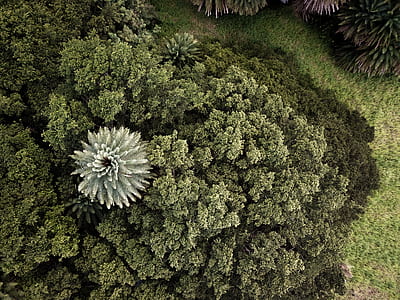 green trees field thumbnail