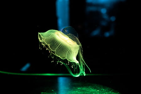 lighted jelly fish thumbnail
