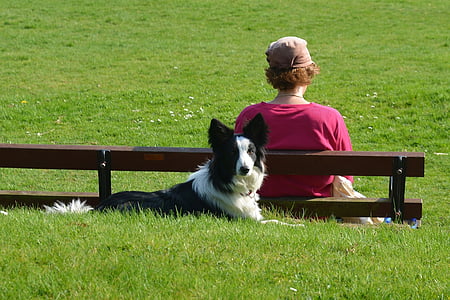 woman sitting on bench behind black and white border collie on grass field during daytime thumbnail