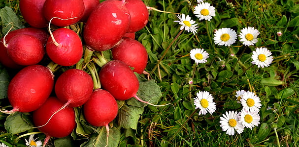 red beets and white chamomile flowers thumbnail