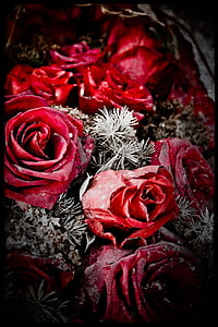 close-up photo of red rose bouquet thumbnail