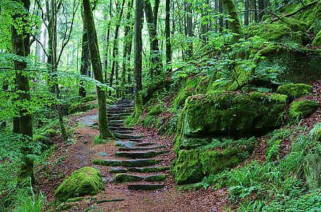 stairs under tall trees on hill during daytime thumbnail