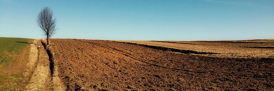 bare tree on brown field at daytime thumbnail