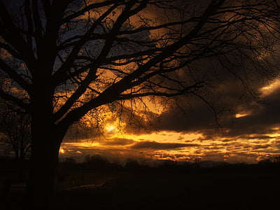 leafless tree photography thumbnail