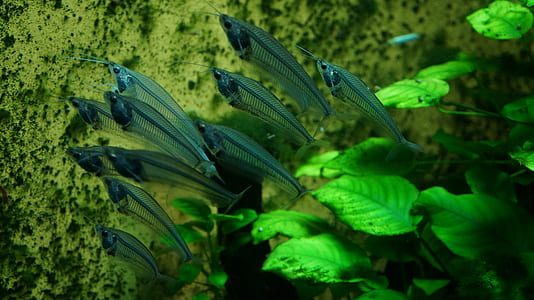 school of pet fish thumbnail