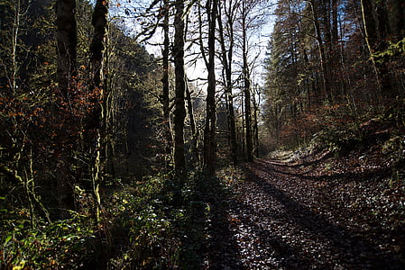 man's eye view of forest thumbnail