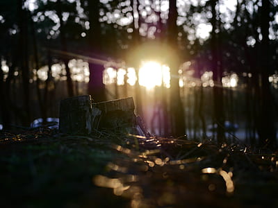 green grasses under forest at daytime thumbnail