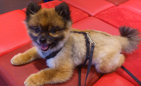 tan and black Pomeranian lying on red textile thumbnail