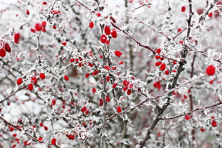 red petaled flowers thumbnail