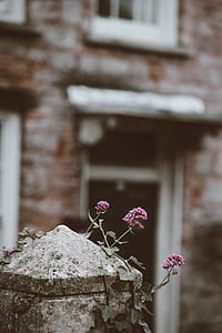 purple flowers on gray pillar thumbnail