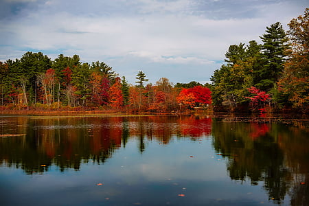 green leaf trees near body of water thumbnail