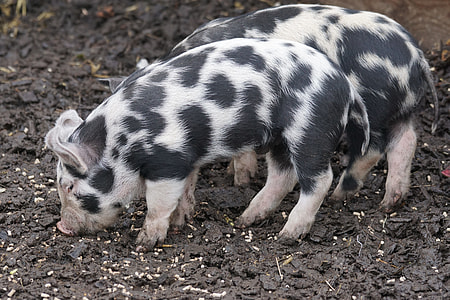 black and white pigs thumbnail