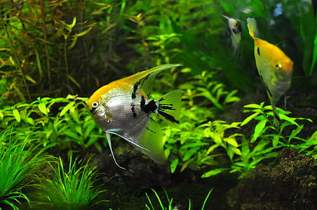 three yellow-and-gray angelfish underwater thumbnail