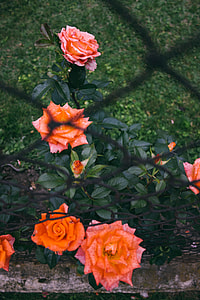 Fence with Flowers thumbnail