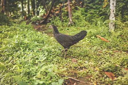 black hen surrounded by plants thumbnail