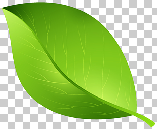 Cartoon, Green Leaf Transparent , green leaf illustration PNG clipart