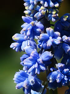 blue petal flowers thumbnail