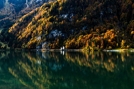 calm body of water beside trees thumbnail