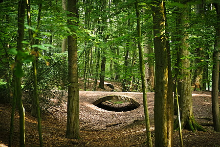 brown bricked bridge in the forest thumbnail