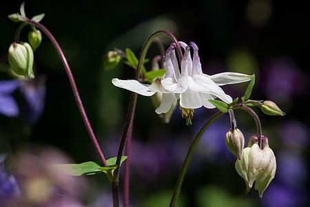 selective focus of white petaled flowers thumbnail
