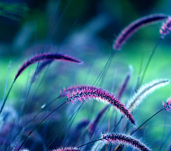 selective focus photography of purple petaled flower plant thumbnail
