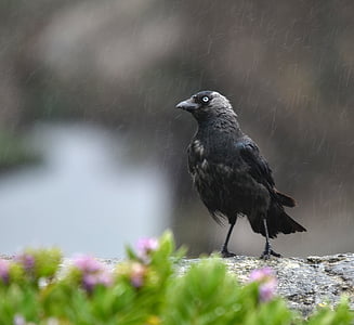 black crow thumbnail