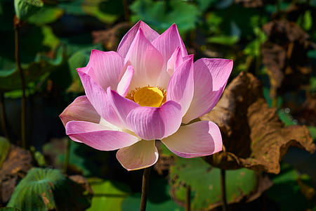 blooming pink lotus flower in close-up photography thumbnail