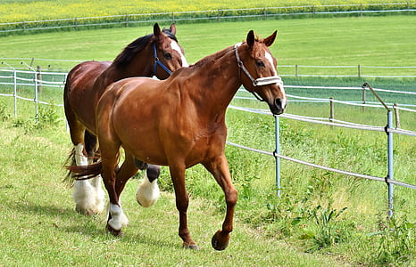 two brown horses near the fence thumbnail
