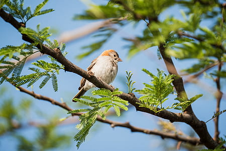 brown bird perched on tree branch thumbnail