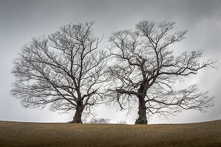 two trees on ground under clouds thumbnail