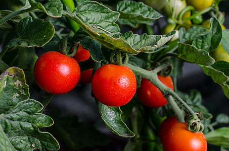 macro photography of red fruits thumbnail
